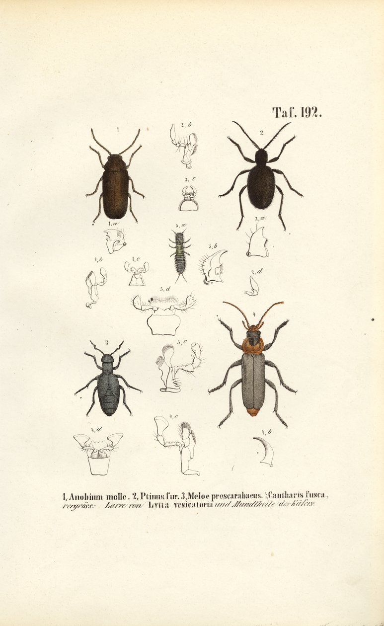  alkotó: J. W. Tenhaeff