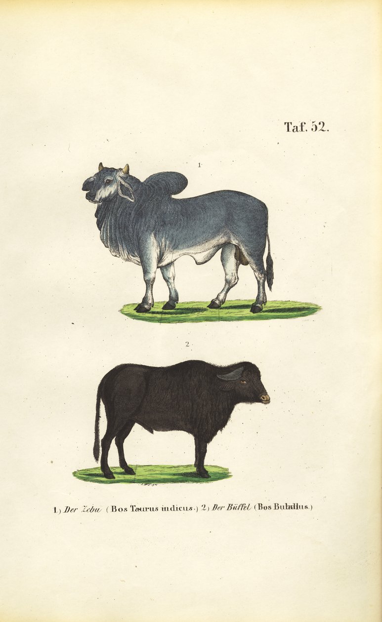  alkotó: J. W. Tenhaeff