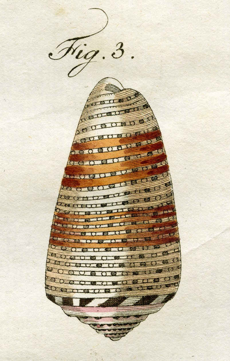 Conus Ammiralis (Arausiacus alfaj) illusztrációja, 1790 (kézzel színezett metszet) alkotó: Jacob Xavier Schmuzer