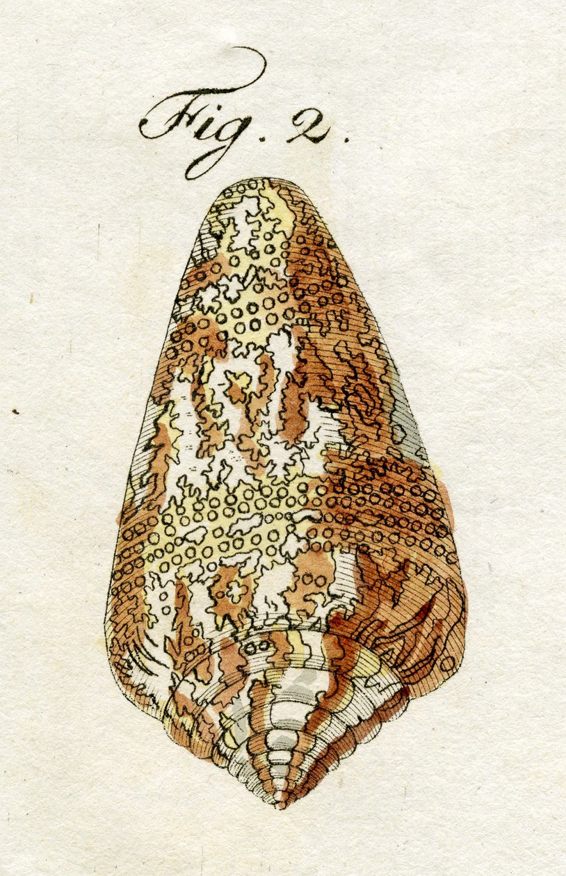 Illusztráció: Conus Ammiralis (Cedonulli alfaj), 1790 (kézzel színezett metszet) alkotó: Jacob Xavier Schmuzer