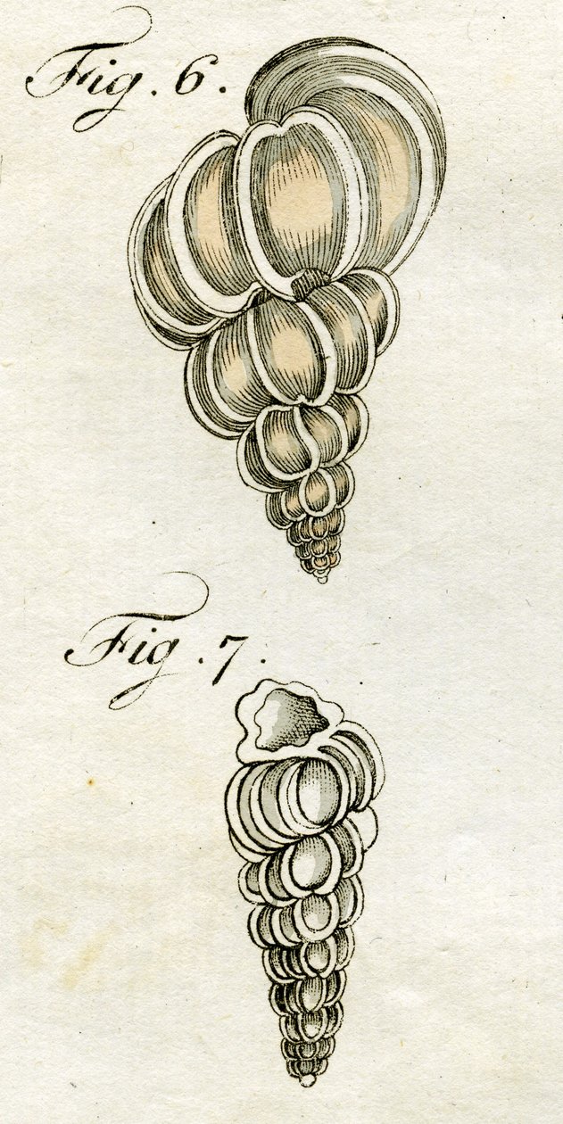 Illusztráció: Turbo Scalaris, 1790 (kézzel színezett metszet) alkotó: Jacob Xavier Schmuzer