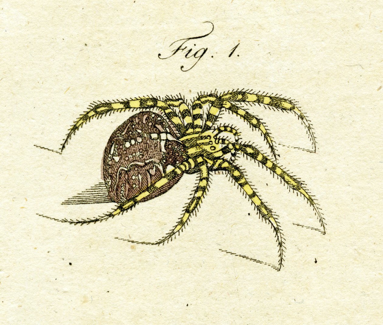 Pók illusztrációja, 1790 (kézzel színezett metszet) alkotó: Jacob Xavier Schmuzer