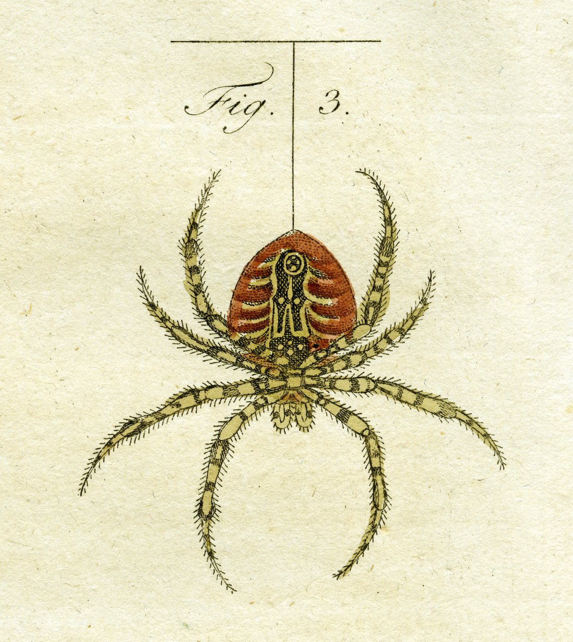 Pók illusztrációja, 1790 (kézzel színezett metszet) alkotó: Jacob Xavier Schmuzer