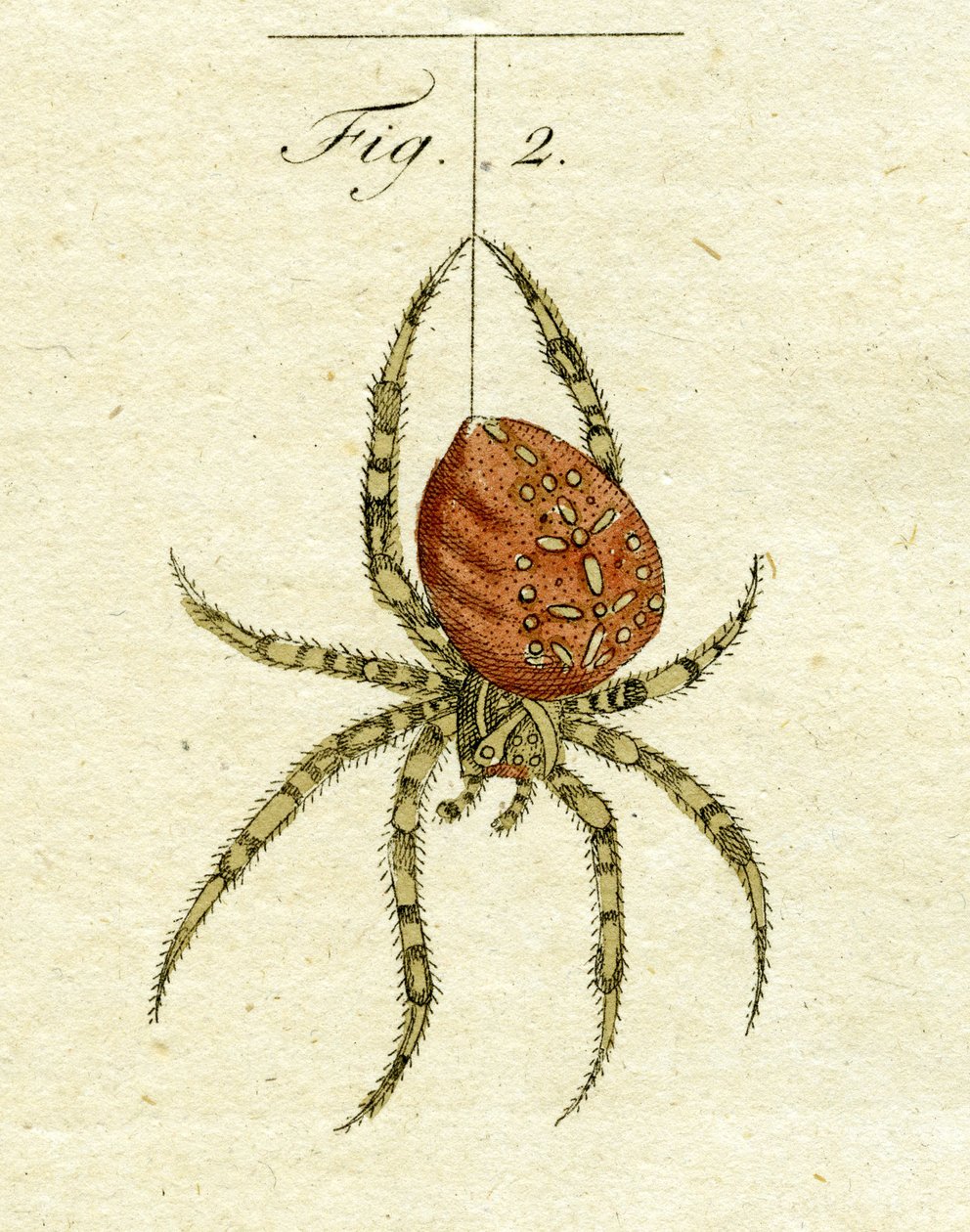 Pók illusztrációja, 1790 (kézzel színezett metszet) alkotó: Jacob Xavier Schmuzer