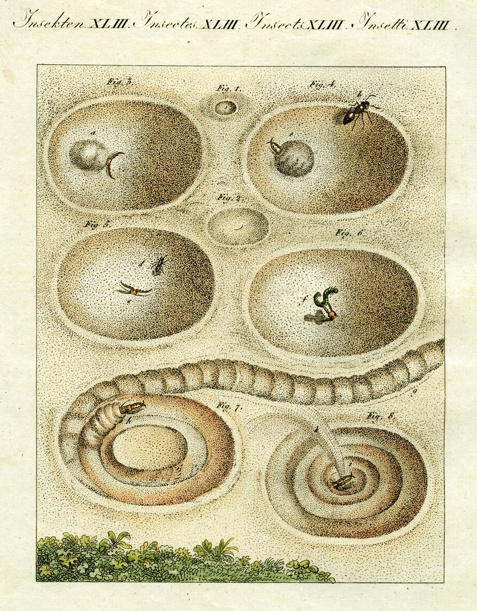 Ábrázolás egy hangyaoroszlánról, amint zsákmányát elkapja, 1790 (kézi színes metszet) alkotó: Jacob Xavier Schmuzer