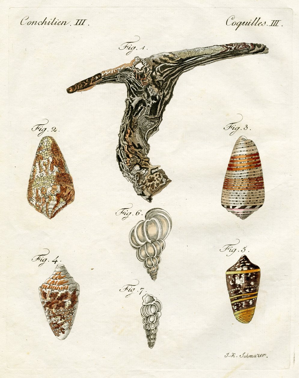 Tengeri kagylók illusztrációja, 1790 (kézzel színezett metszet) alkotó: Jacob Xavier Schmuzer