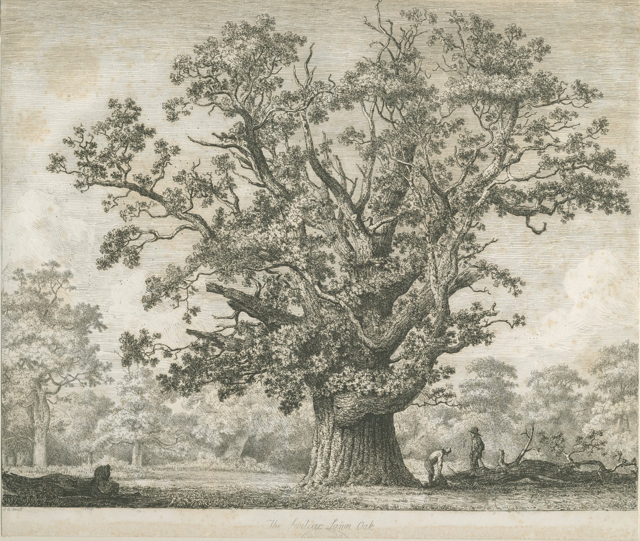 Needwood – Swilcar Oak: rézkarc, nd [c 1820-1850] alkotó: Jacob George Strutt