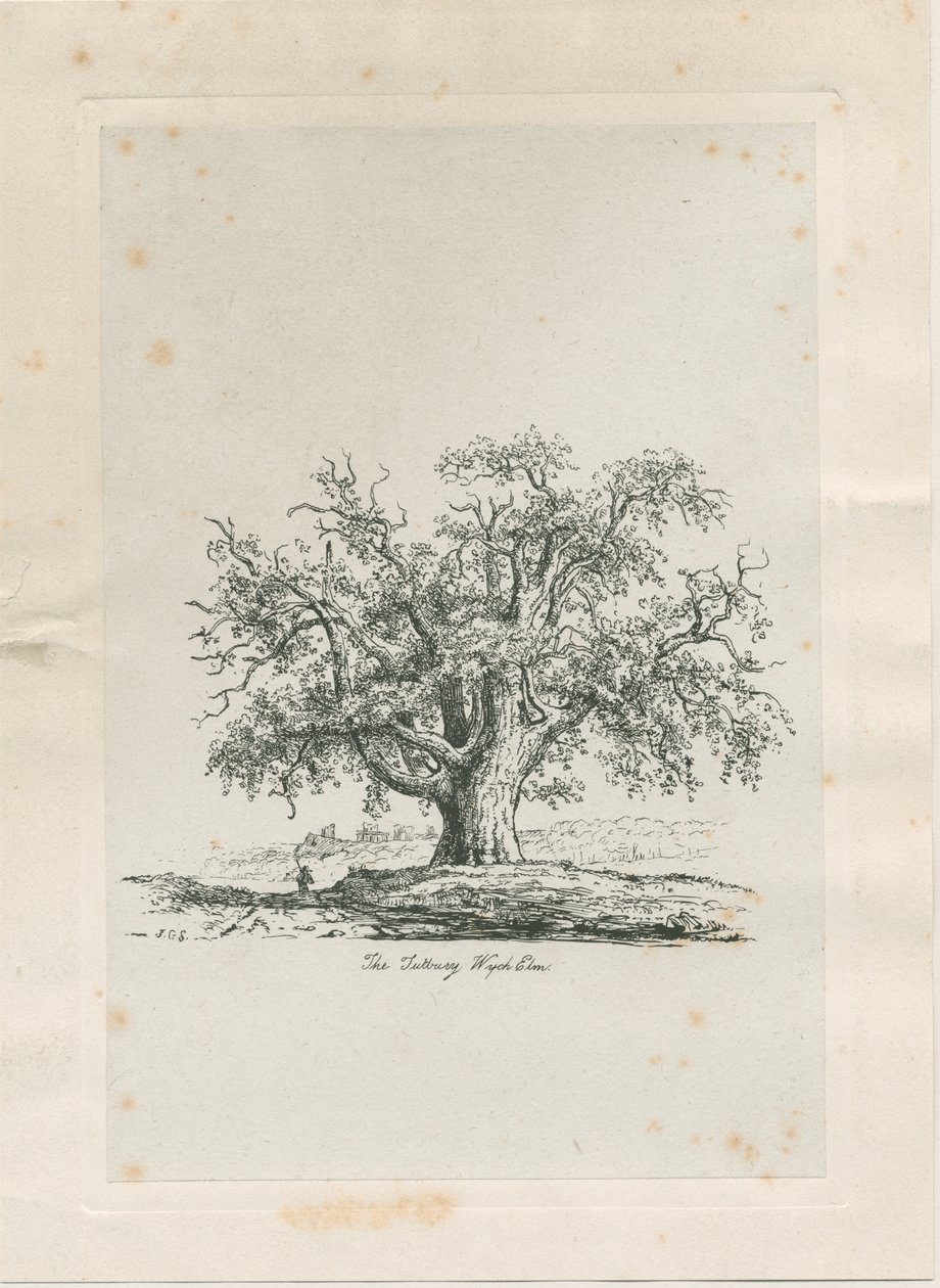 Tutbury – "Wych Elm": metszet, nd [c 1820] alkotó: Jacob George Strutt