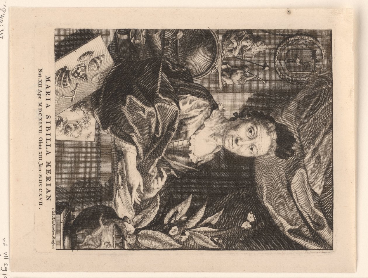 Maria Sibylla Merian portréja Maria Sibylla Merian (cím a tárgyon) alkotó: Jacob Houbraken