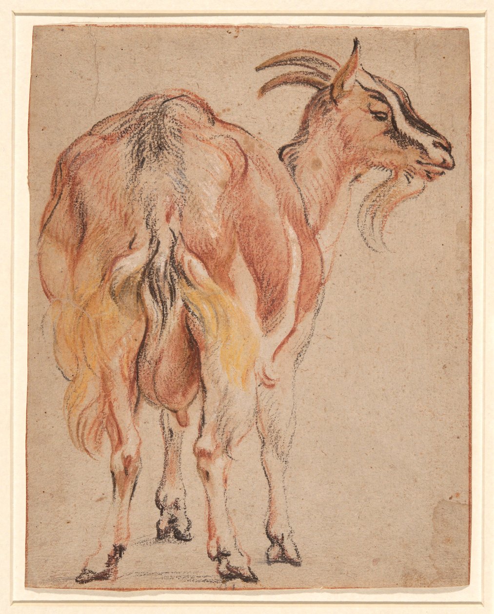 Kecske alkotó: Jacob Jordaens