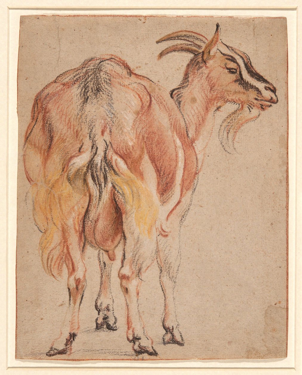 Kecske, 1657 körül (kréta és fehérrel megnövelt mosás) alkotó: Jacob Jordaens