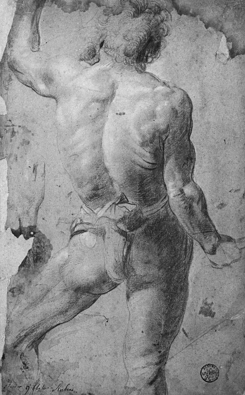 Álló férfi akt (fekete kréta és szangvinikus papíron) alkotó: Jacob Jordaens