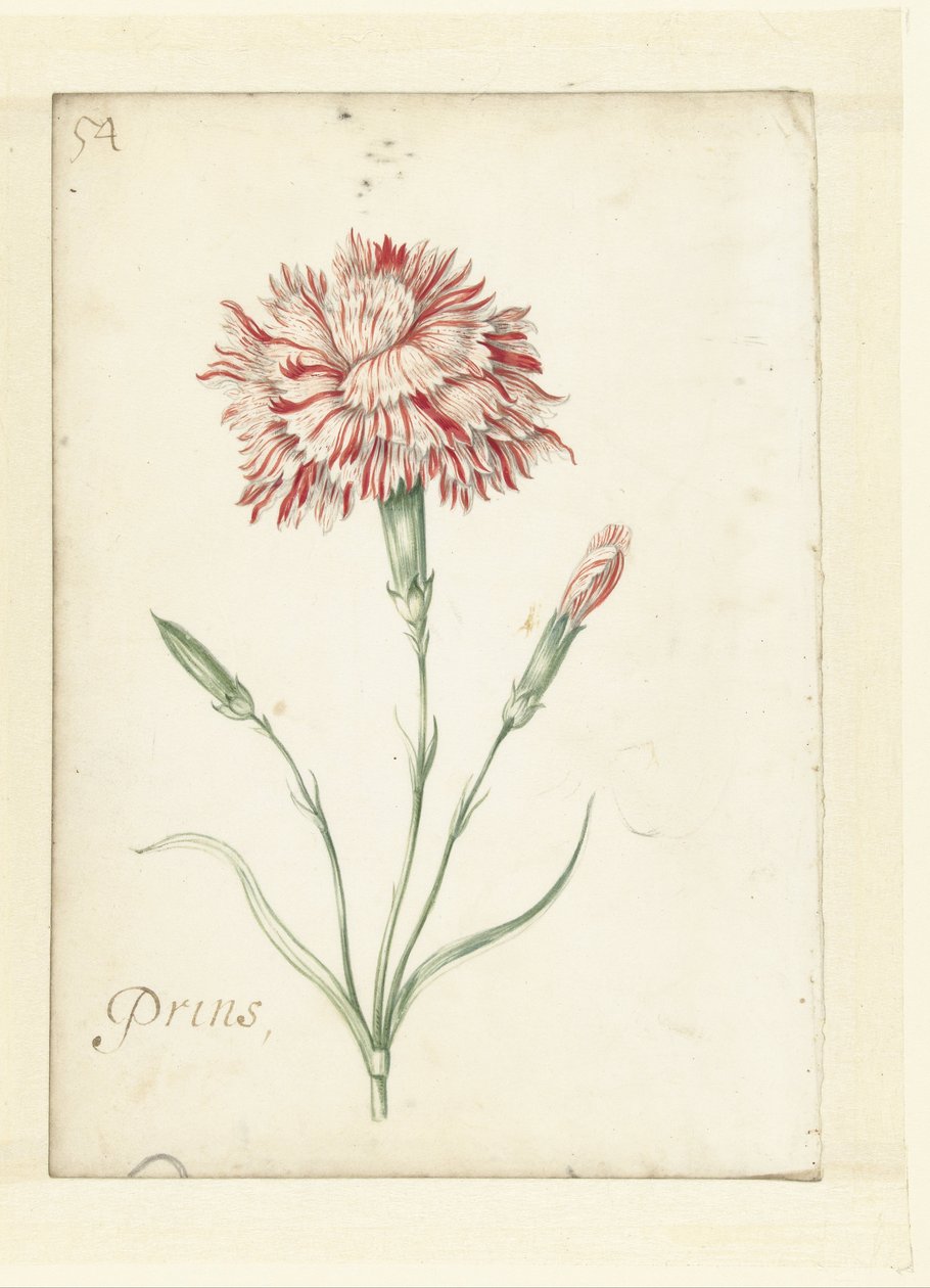 Szegfű alkotó: Jacob Marrel (possibly)