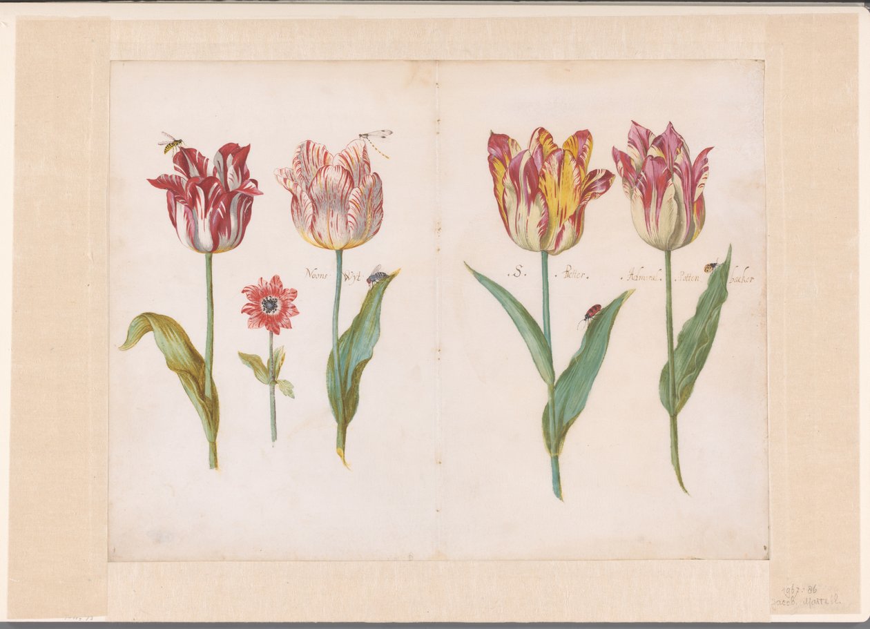 Lap egy tulipános könyvből Négy tulipán rovarokkal és egy kisebb virág Összehajtott levelek és mindkét oldalon tulipános együttes (sorozat címe) alkotó: Jacob Marrel