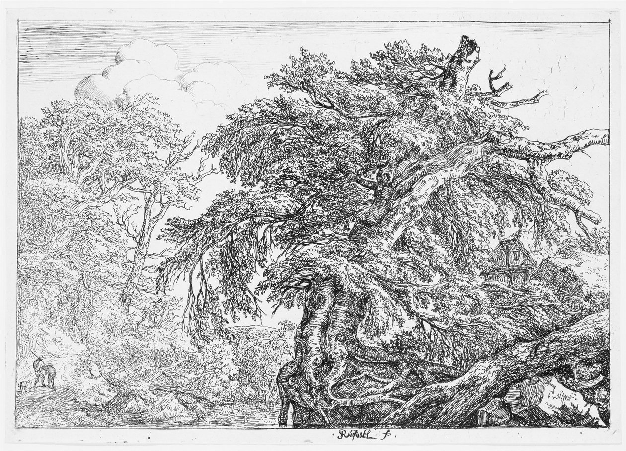 A nagy bükkfa alkotó: Jacob van Ruisdael