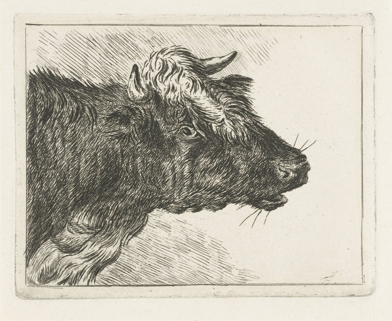 Ordító ökör alkotó: Jacobus Cornelis Gaal