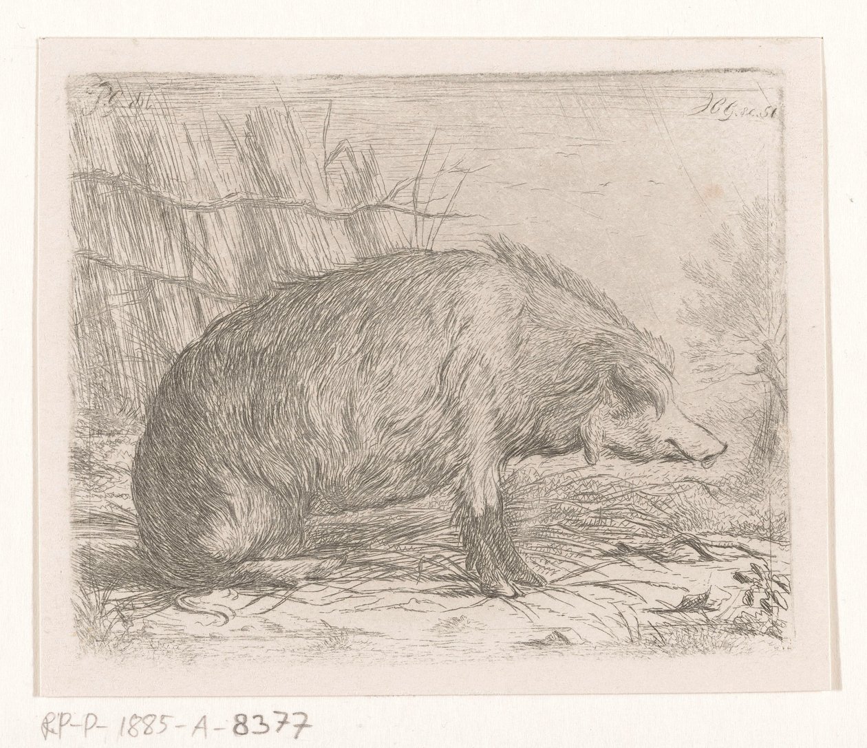 Ülő vaddisznó alkotó: Jacobus Cornelis Gaal