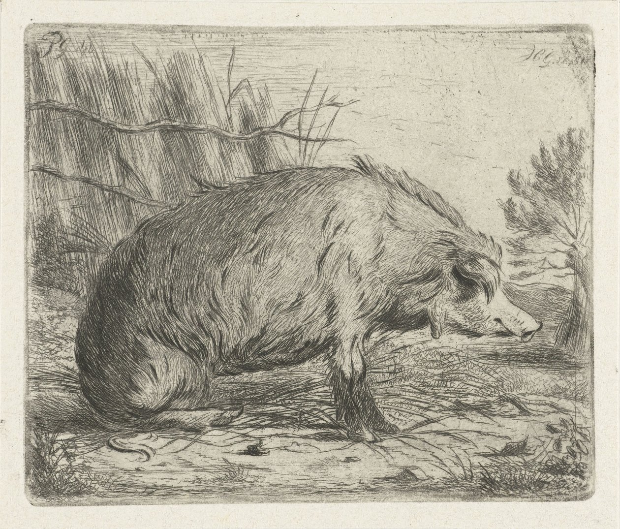 Ülő vaddisznó alkotó: Jacobus Cornelis Gaal