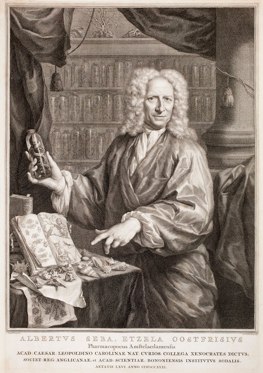 Albertus Seba portréja, Jan Maurits Quinkhard nyomán alkotó: Jacobus Houbraken