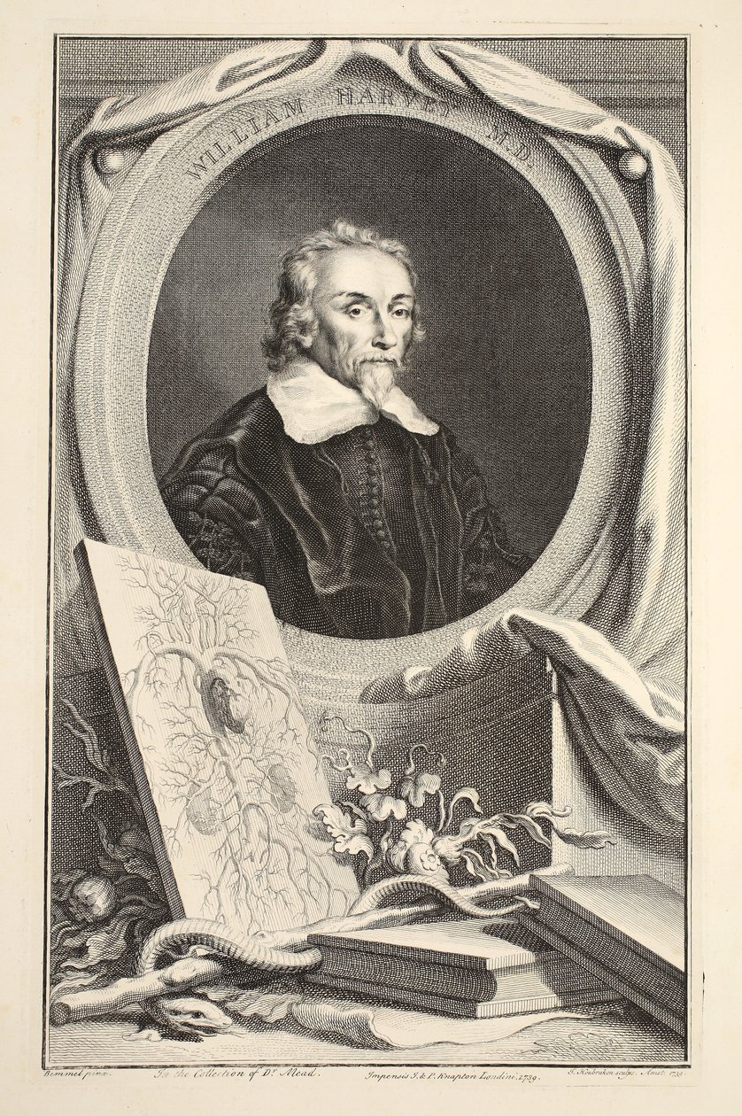 William Harvey portréja, illusztráció a „Heads of Illustrious Persons of Great Britain”, pub. Írta: Knapton, London, 1742 alkotó: Jacobus Houbraken