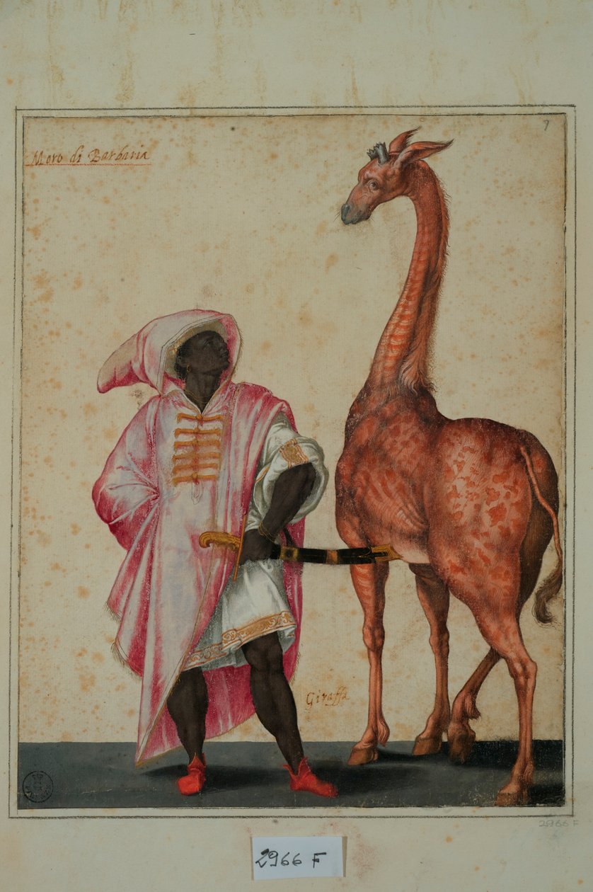 Berber zsiráffal (tempera papíron) alkotó: Jacopo Ligozzi