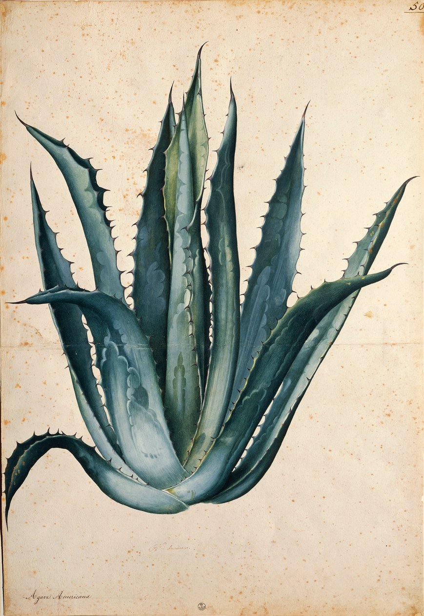 Századi növény (Agave americana), Jacopo Ligozzi alkotó: Jacopo Ligozzi