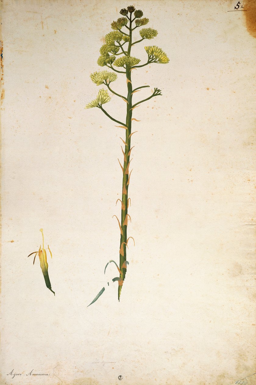 Századi növény virága (Agave americana), Jacopo Ligozzi alkotó: Jacopo Ligozzi