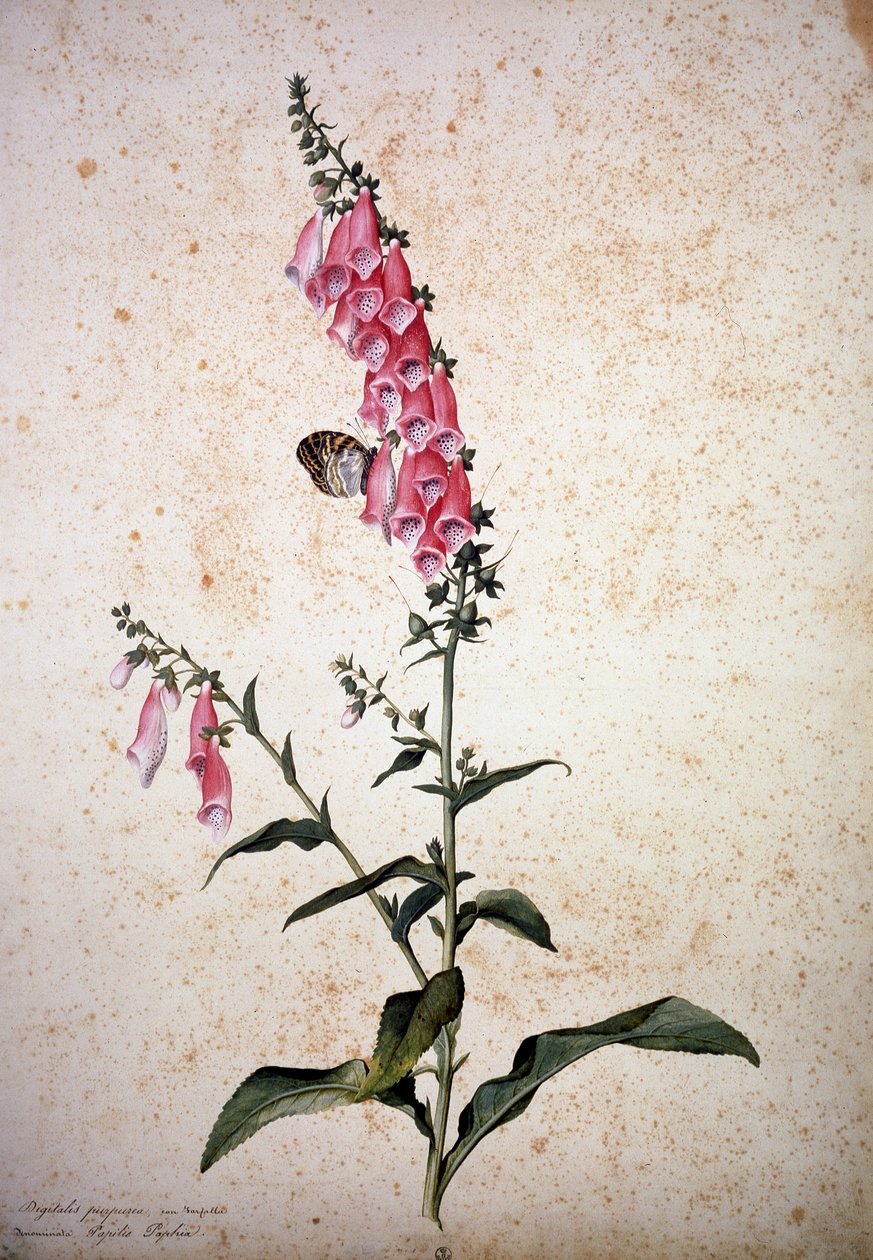 Herbárium: Digitalis purpurea Papilio paphiával alkotó: Jacopo Ligozzi