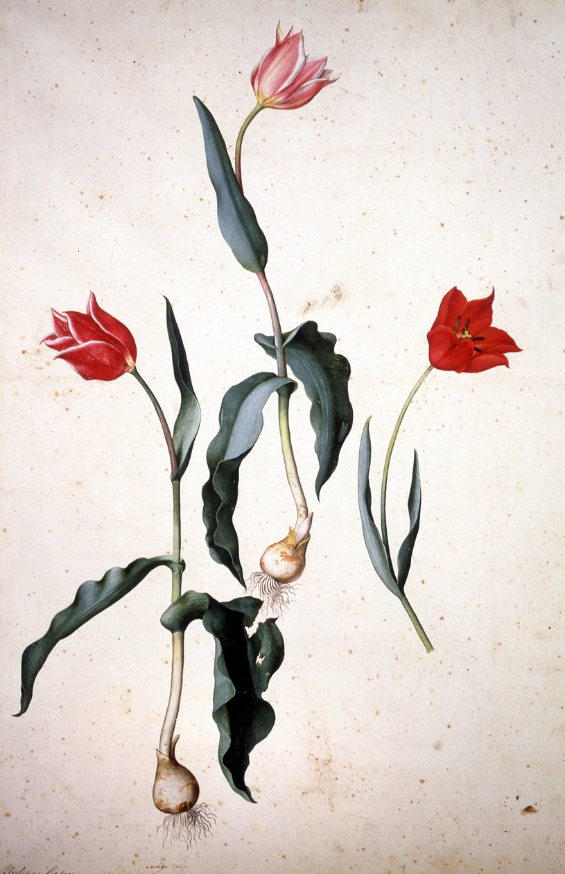 Herbárium: Tulipa Gesneriana alkotó: Jacopo Ligozzi