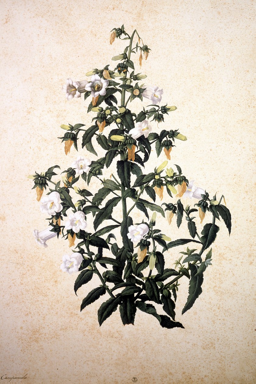 Herbier: Campanula alkotó: Jacopo Ligozzi