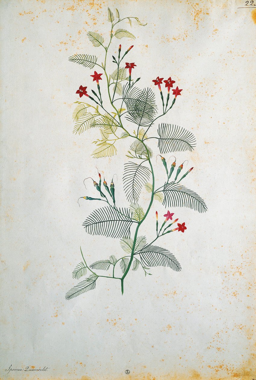 Olaszország, Quamoclit pennata (ciprusszőlő), mexikói növény, Jacopo Ligozzi (1547-1627) alkotó: Jacopo Ligozzi