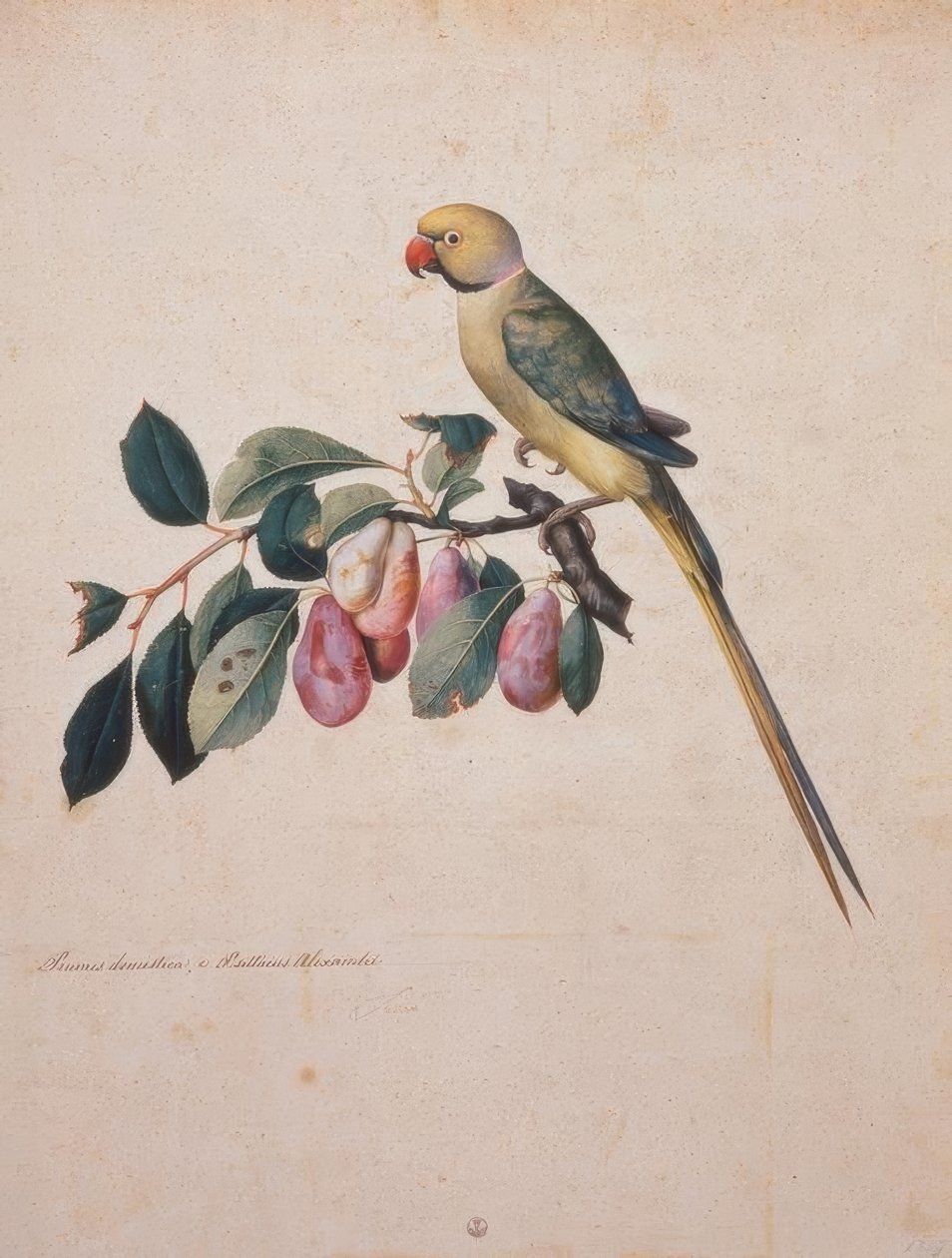 Prunus domesticus, Sándor papagájából alkotó: Jacopo Ligozzi