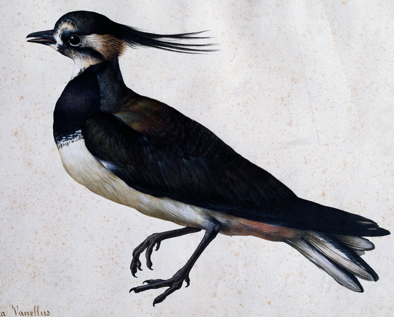 Jacopo Ligozzi (1547-1627) Tringa vanellus (Lapwing) alkotó: Jacopo Ligozzi