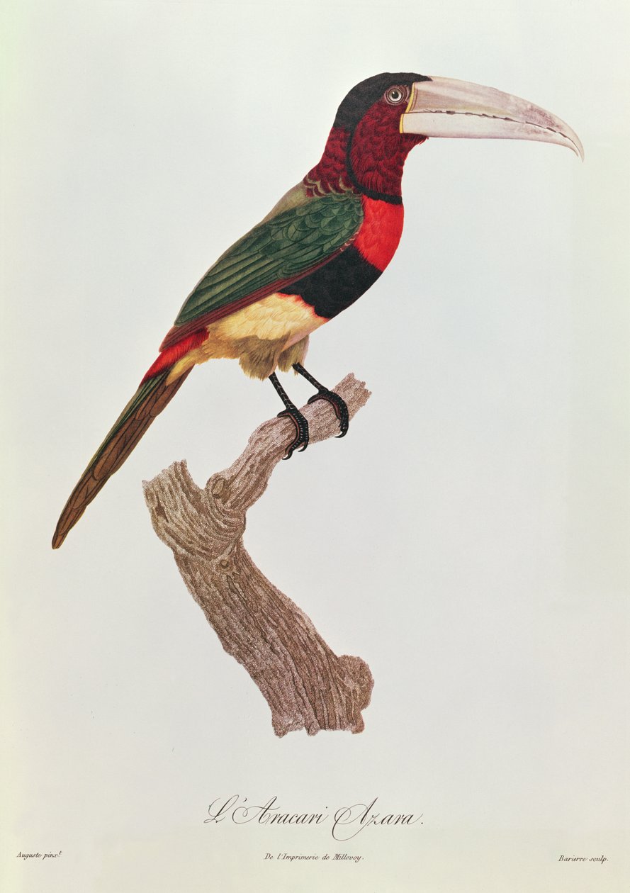 Azara Aracari, vésette Barriere (színes gravírozás) alkotó: Jacques Barraband
