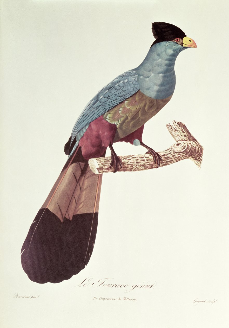 Nagy Touraco alkotó: Jacques Barraband