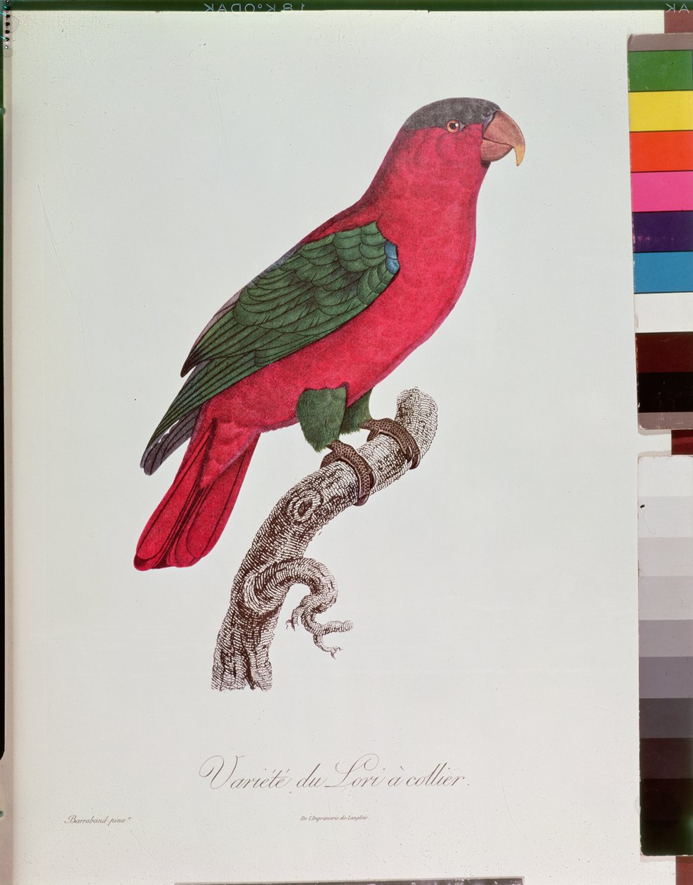 Papagáj: Lory vagy galléros alkotó: Jacques Barraband