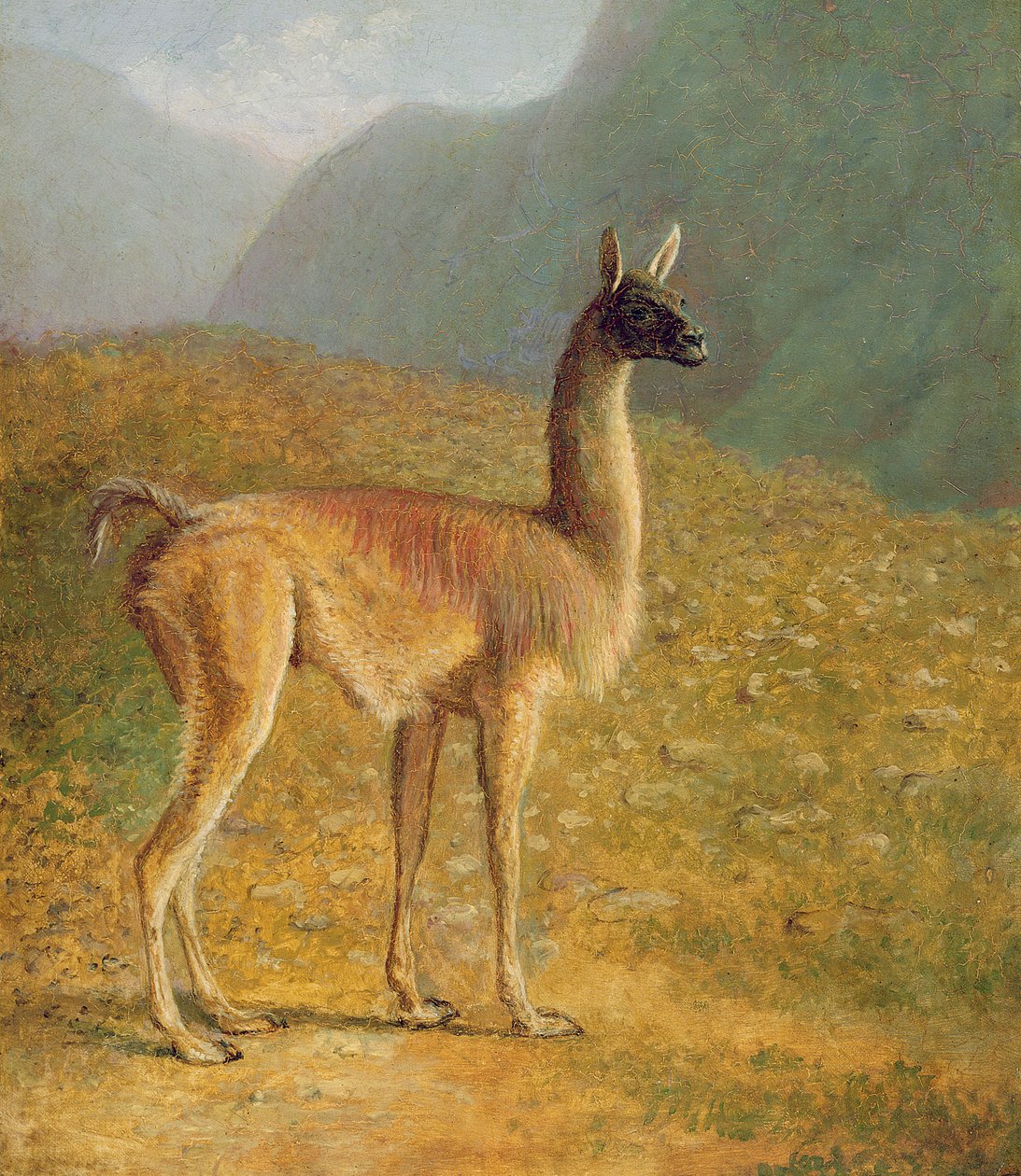 Guanakó, 1848 körül alkotó: Jacques Laurent Agasse