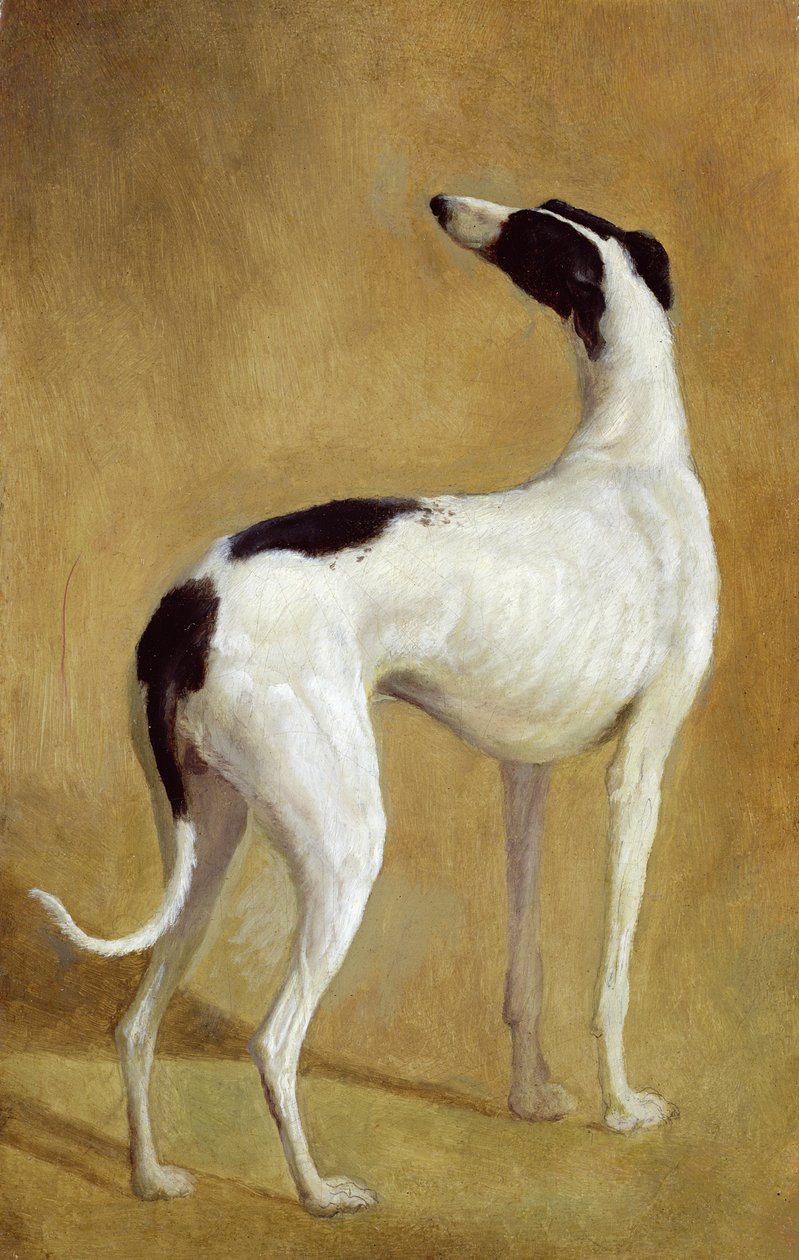Tanulmány egy agárról alkotó: Jacques Laurent Agasse