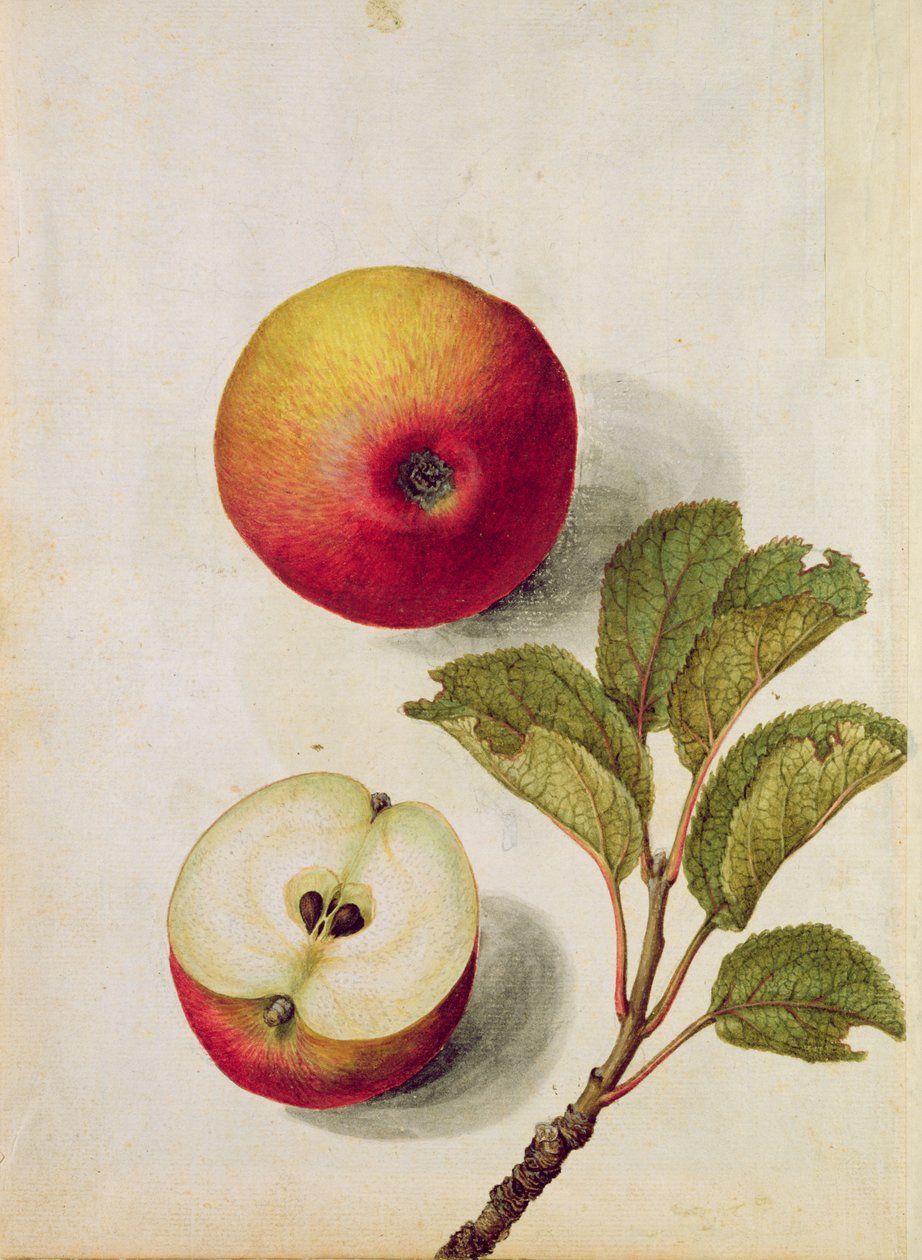 Alma: Pyrus malus, 1568 körül, alkotó: Jacques Le Moyne