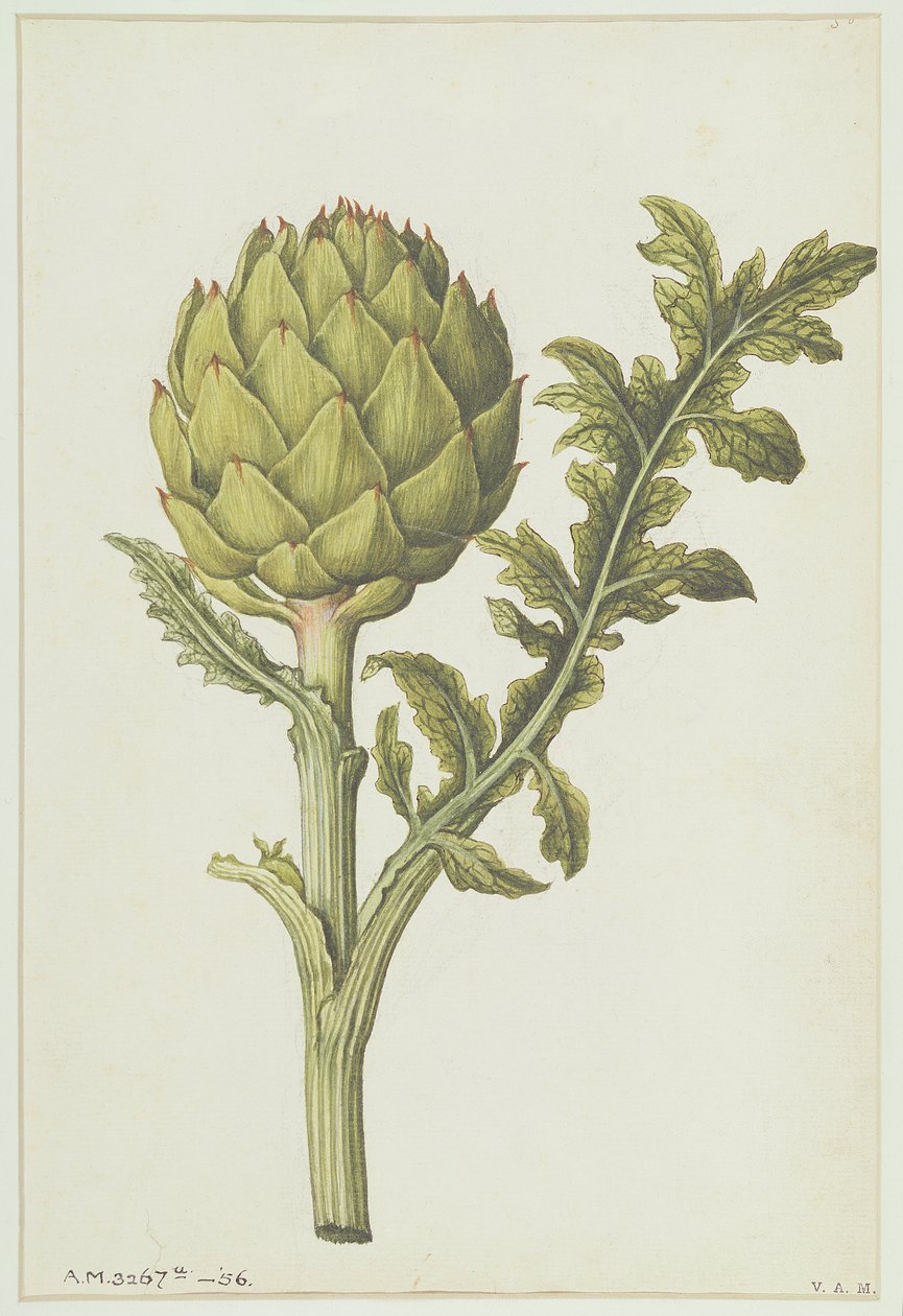 Articsóka: Cynara scolymus, 1568 körül alkotó: Jacques Le Moyne