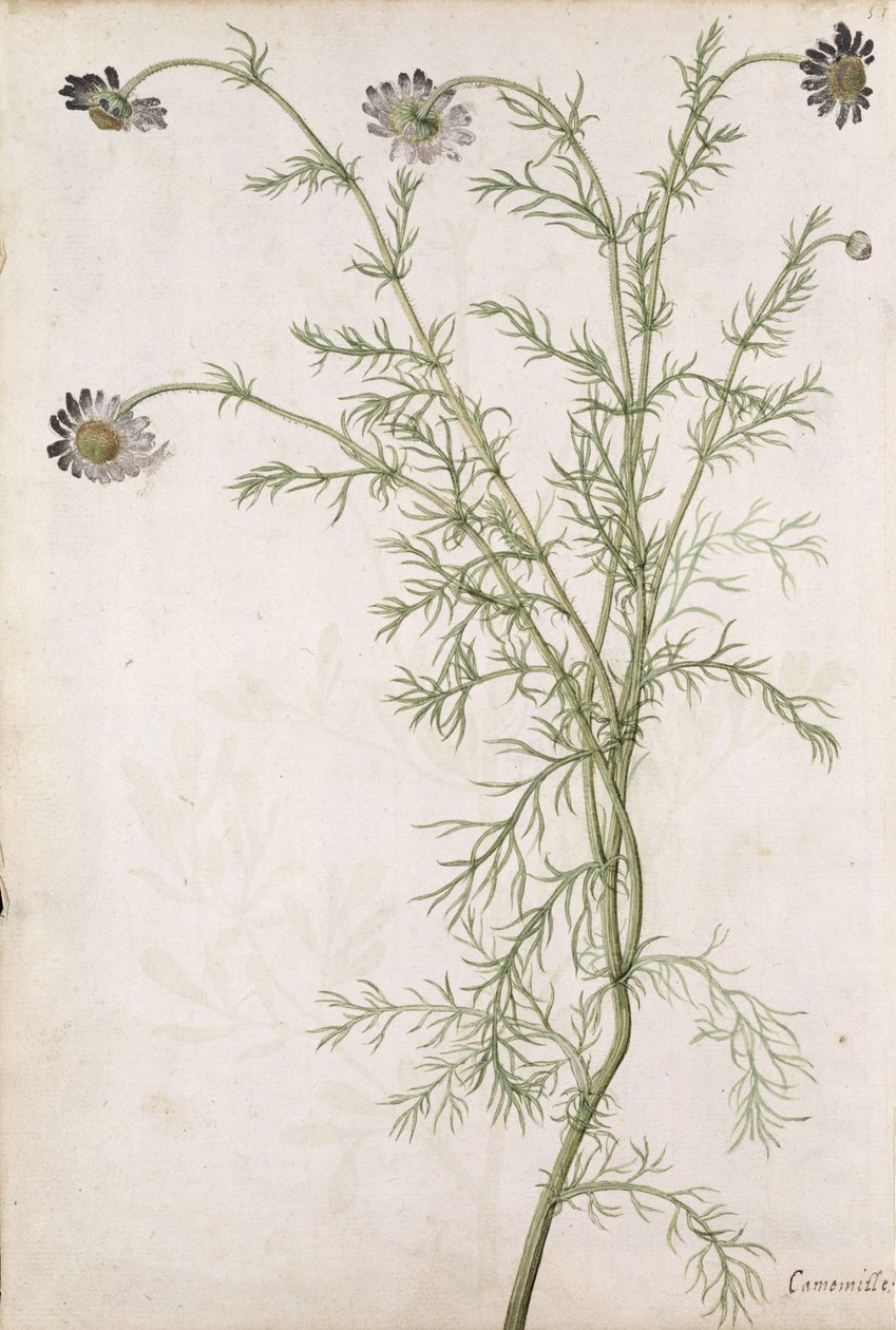 Chamaemelum Nobile Allioni, 1568 körül alkotó: Jacques Le Moyne