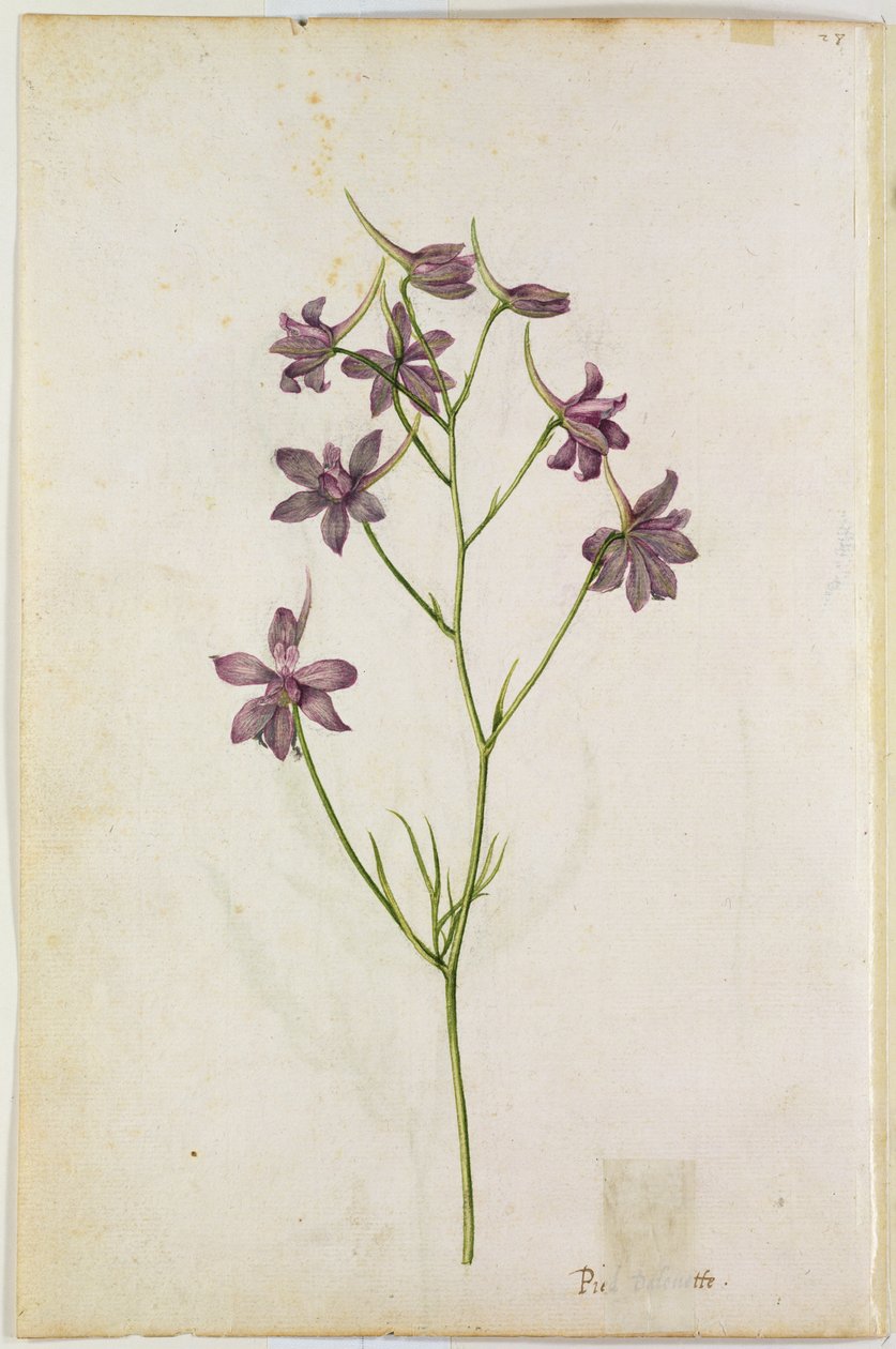 Delphinium ajacis, 1568 körül alkotó: Jacques Le Moyne