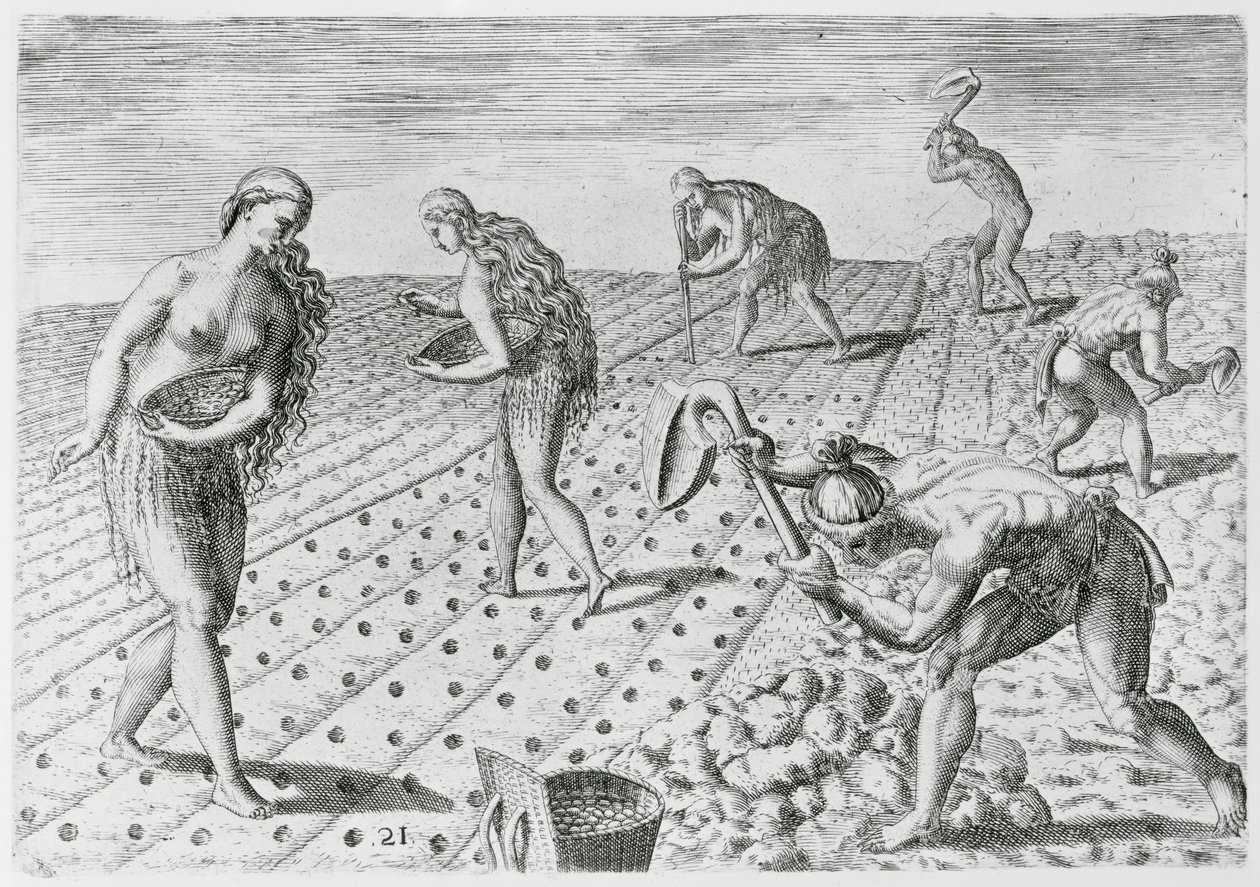 Kukoricát ültető floridai indiánok, a "Grandes Voyages"-ből, 1591, írta és metszett Theodor de Bry (1528-98) (lásd még: 180136) alkotó: Jacques Le Moyne