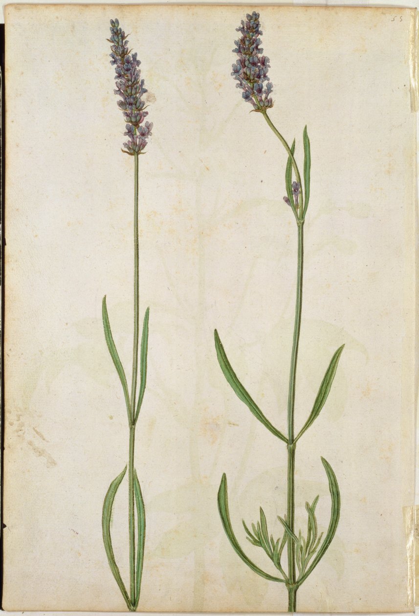 Lavandula officinalis (óangol levendula), 1568 körül alkotó: Jacques Le Moyne
