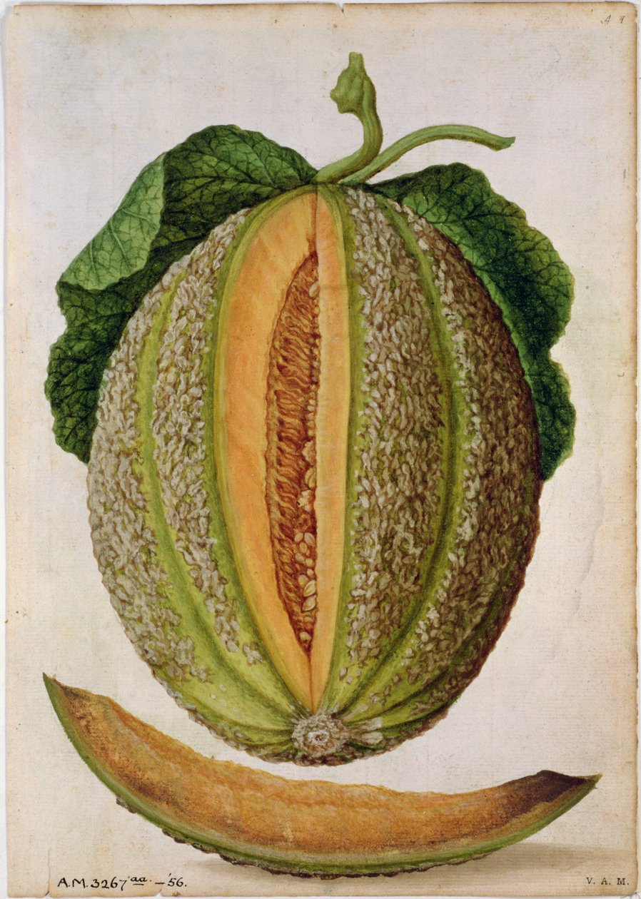 Dinnye, 1568 körül alkotó: Jacques Le Moyne
