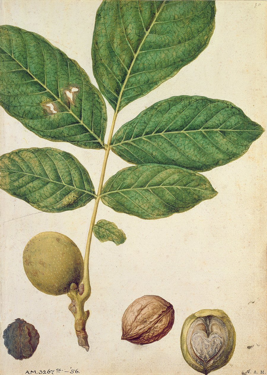 Dió, 1568 körül alkotó: Jacques Le Moyne