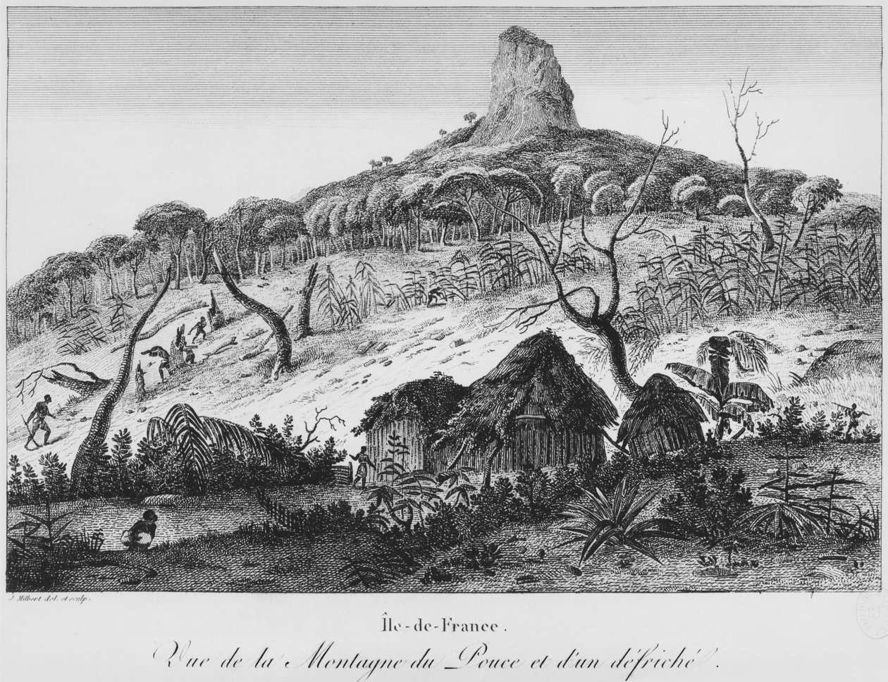 Kilátás a Pouce-hegyre és az erdei tisztásra, Mauritius, illusztráció a „Voyage festői út az Ile-de-France, au cap de Bonne-Esperance et a l