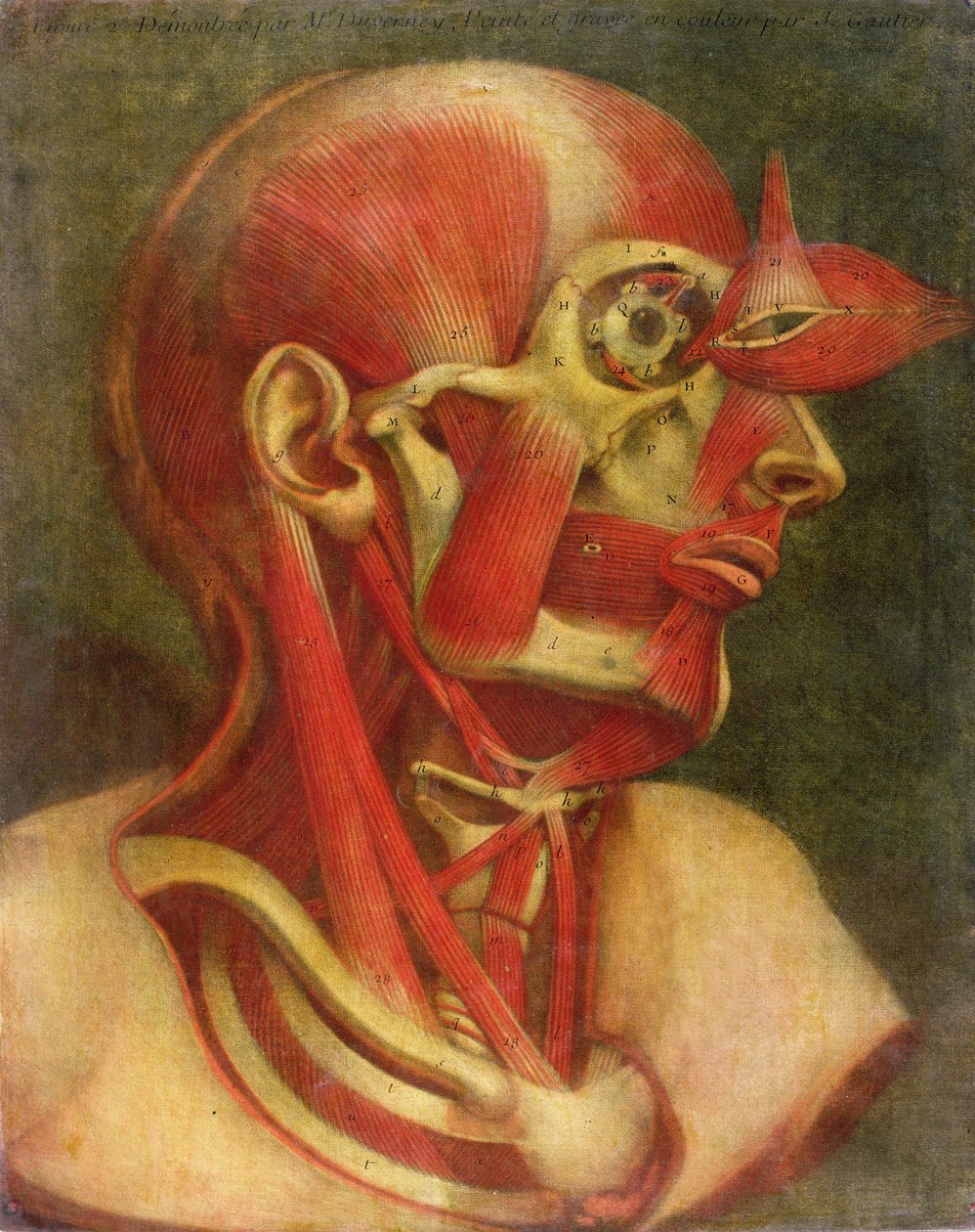 Az arc és a nyak izomzata, a „Complete Myology in Color and Natural Size”, 1746 (mezzotint) alkotó: Jacques Fabien Gautier d