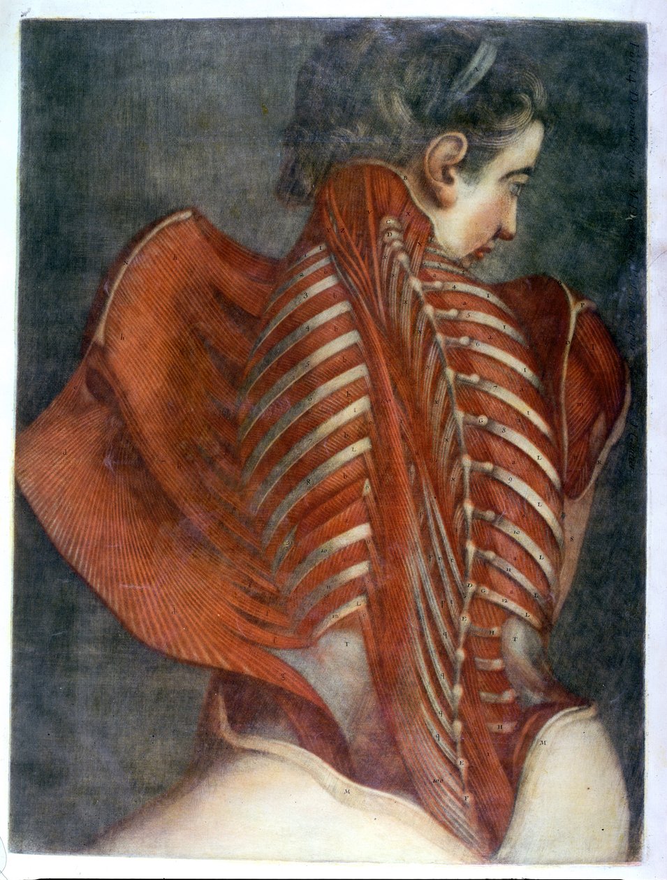 "The Flayed Angel", a "Teljes miológia színben és természetes méretben", 1746 (mezzotint) alkotó: Jacques Fabien Gautier d