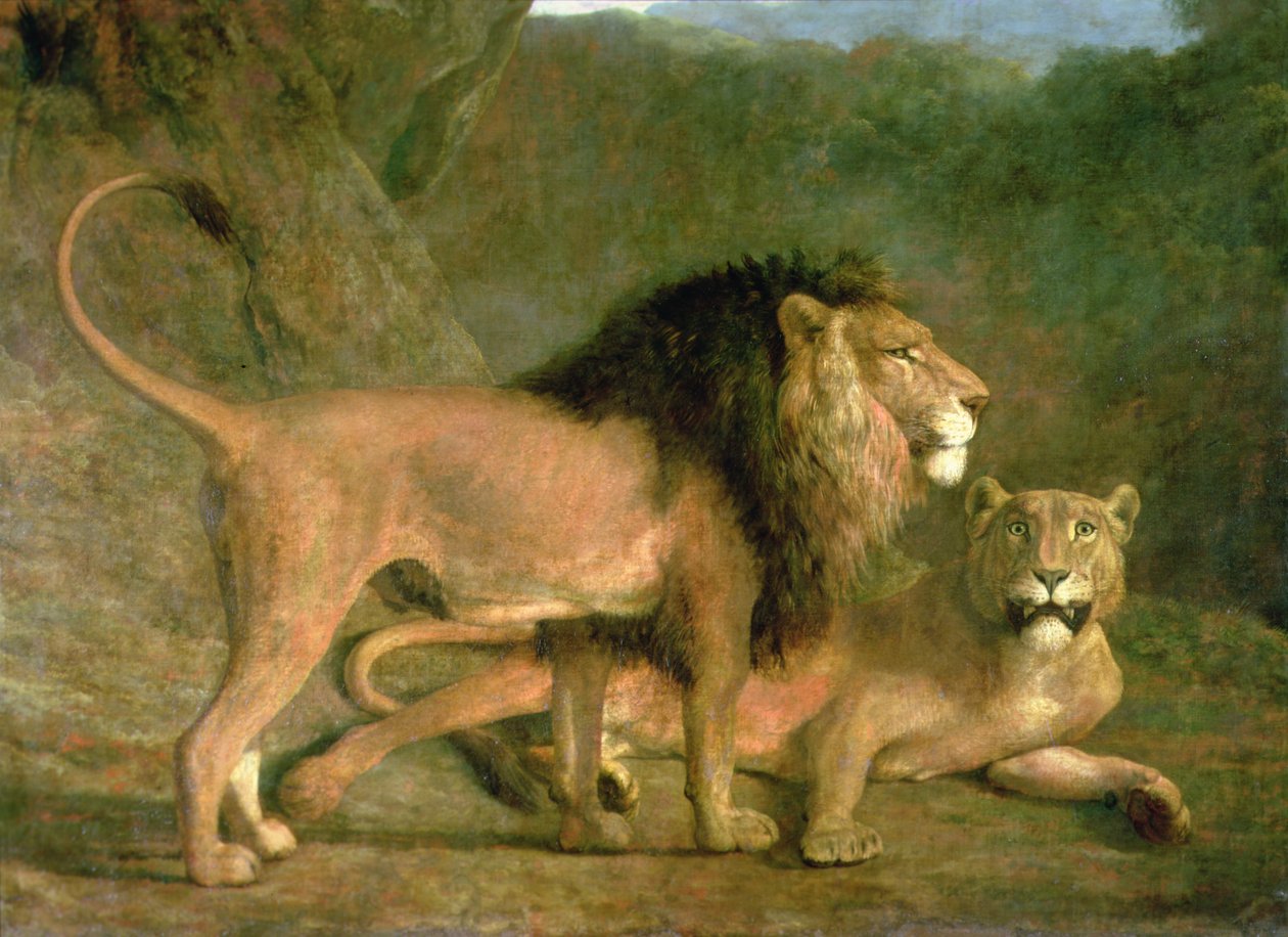 Egy oroszlán és egy oroszlán a sziklás völgyben (olaj, vászon) alkotó: Jacques Laurent Agasse